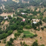 fekenin-dag-koyunde-sari-kantaron-ve-kekik-geleneksel-yontemlerle-sifa-kaynagina-donusuyor-fNtNUvzr.jpg