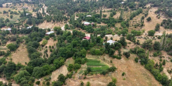 fekenin-dag-koyunde-sari-kantaron-ve-kekik-geleneksel-yontemlerle-sifa-kaynagina-donusuyor-fNtNUvzr.jpg