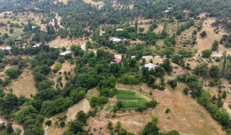 fekenin-dag-koyunde-sari-kantaron-ve-kekik-geleneksel-yontemlerle-sifa-kaynagina-donusuyor-fNtNUvzr.jpg