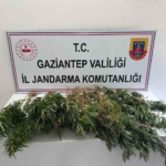 gaziantep-jandarmadan-uyusturucu-operasyonu-u66ReOnH.jpg
