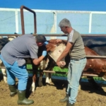 hayvan-sagliginin-korunmasina-yonelik-calismalar-suruyor-wU1K7kIS.jpg