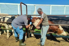 hayvan-sagliginin-korunmasina-yonelik-calismalar-suruyor-wU1K7kIS.jpg