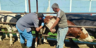 hayvan-sagliginin-korunmasina-yonelik-calismalar-suruyor-wU1K7kIS.jpg