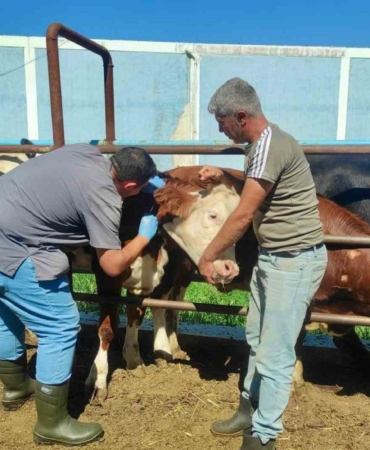 hayvan-sagliginin-korunmasina-yonelik-calismalar-suruyor-wU1K7kIS.jpg