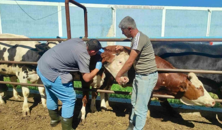 hayvan-sagliginin-korunmasina-yonelik-calismalar-suruyor-wU1K7kIS.jpg