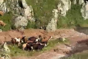kagizmanda-sele-kapilan-5-buyukbas-hayvan-telef-oldu-wzM2eUDq.jpg