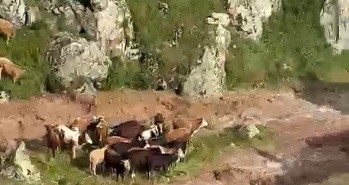 kagizmanda-sele-kapilan-5-buyukbas-hayvan-telef-oldu-wzM2eUDq.jpg