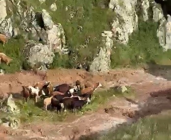 kagizmanda-sele-kapilan-5-buyukbas-hayvan-telef-oldu-wzM2eUDq.jpg