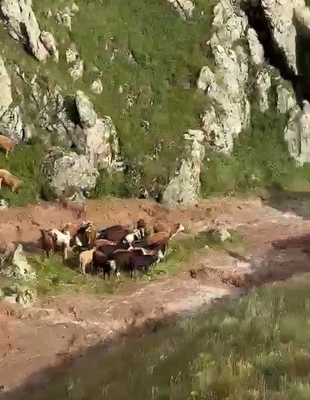 kagizmanda-sele-kapilan-5-buyukbas-hayvan-telef-oldu-wzM2eUDq.jpg