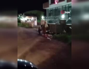 karsta-vatandas-yiyecek-arayan-ayilara-turku-soyledi-kIXCIuHq.jpg