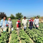 kocarli-aydinin-bamya-uretimindeki-liderligini-surduruyor-wGrpH2Y3.jpg