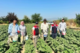 kocarli-aydinin-bamya-uretimindeki-liderligini-surduruyor-wGrpH2Y3.jpg
