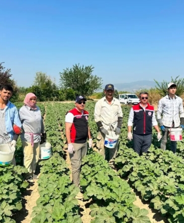 kocarli-aydinin-bamya-uretimindeki-liderligini-surduruyor-wGrpH2Y3.jpg