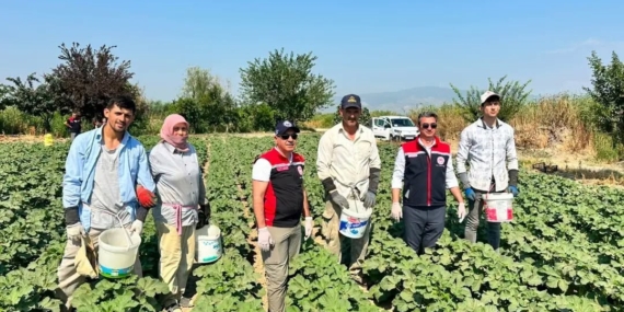 kocarli-aydinin-bamya-uretimindeki-liderligini-surduruyor-wGrpH2Y3.jpg