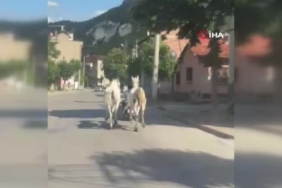 kutahyada-atlari-motoruna-bagladi-trafige-cikti-9zEGPfN1.jpg