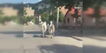 kutahyada-atlari-motoruna-bagladi-trafige-cikti-9zEGPfN1.jpg