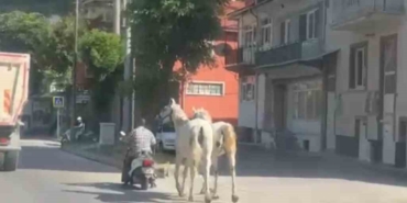 kutahyada-atlari-motosikletine-baglayarak-ilerleyen-surucu-kameraya-yansidi-VKPVCDg2.jpg