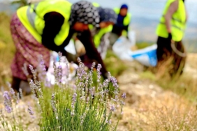 TÜRKİYE'YE LAVANTA İHRACATI İLE 5 YILDA EKOSİSTEME 765 BİN DOLAR DÖVİZ GİRDİSİ SAĞLANDI ORMAN GENEL MÜDÜRLÜĞÜ, LAVANTAYI EKONOMİYE KAZANDIRIYOR