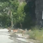 malatyada-yaban-kecileri-karayolunda-goruntulendi-cfuZ1ETx.jpg