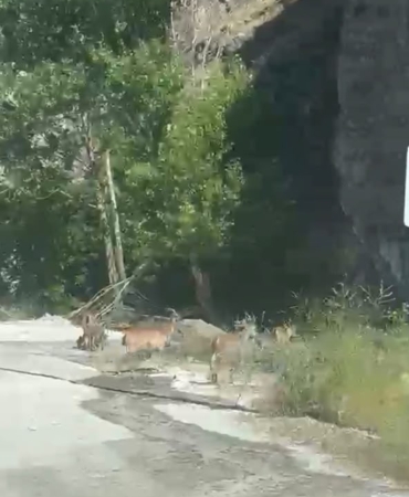 malatyada-yaban-kecileri-karayolunda-goruntulendi-cfuZ1ETx.jpg