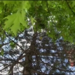 saatlerce-agacta-bekledi-duyarli-vatandasin-cagrisiyla-mahsur-kalan-yavru-kedi-kurtarildi-f4jdis7n.jpg