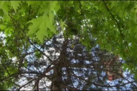 saatlerce-agacta-bekledi-duyarli-vatandasin-cagrisiyla-mahsur-kalan-yavru-kedi-kurtarildi-f4jdis7n.jpg