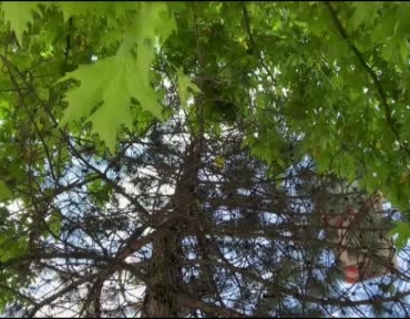 saatlerce-agacta-bekledi-duyarli-vatandasin-cagrisiyla-mahsur-kalan-yavru-kedi-kurtarildi-f4jdis7n.jpg