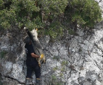 ucurumda-mahsur-kalan-keciyi-itfaiye-kurtardi-TmBqdZIW.jpg