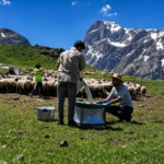 zorlu-yayla-sartlarinda-tescilli-lezzet-uretiliyor-cJCgFV3g.jpg
