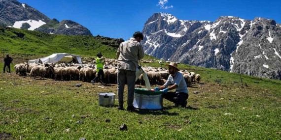 zorlu-yayla-sartlarinda-tescilli-lezzet-uretiliyor-cJCgFV3g.jpg