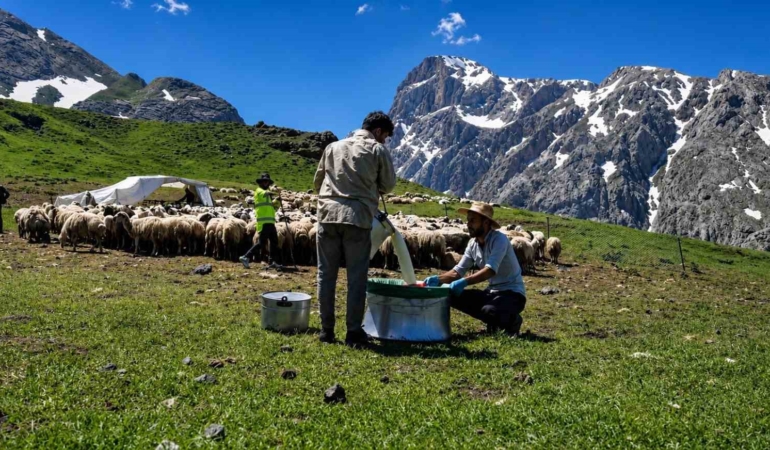zorlu-yayla-sartlarinda-tescilli-lezzet-uretiliyor-cJCgFV3g.jpg