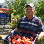 MEYVE SUYU FABRİKALARI ÜRETİCİDEN ALDIKLARI ÜRÜNÜN FİYATLARI İYİCE DİBE VURDU NEKTARİN ÜRETİCİSİ RECEP YAĞCI; "MARKETLERDE MEYVE SUYU FİYATLARI DÜŞMEZKEN, BİZDE ALIMLAR HER SENE DÜŞÜYOR"