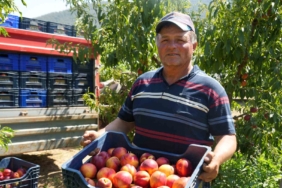 MEYVE SUYU FABRİKALARI ÜRETİCİDEN ALDIKLARI ÜRÜNÜN FİYATLARI İYİCE DİBE VURDU NEKTARİN ÜRETİCİSİ RECEP YAĞCI; "MARKETLERDE MEYVE SUYU FİYATLARI DÜŞMEZKEN, BİZDE ALIMLAR HER SENE DÜŞÜYOR"