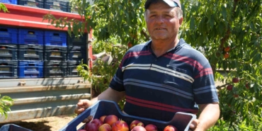 MEYVE SUYU FABRİKALARI ÜRETİCİDEN ALDIKLARI ÜRÜNÜN FİYATLARI İYİCE DİBE VURDU NEKTARİN ÜRETİCİSİ RECEP YAĞCI; "MARKETLERDE MEYVE SUYU FİYATLARI DÜŞMEZKEN, BİZDE ALIMLAR HER SENE DÜŞÜYOR"