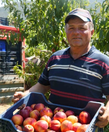MEYVE SUYU FABRİKALARI ÜRETİCİDEN ALDIKLARI ÜRÜNÜN FİYATLARI İYİCE DİBE VURDU NEKTARİN ÜRETİCİSİ RECEP YAĞCI; "MARKETLERDE MEYVE SUYU FİYATLARI DÜŞMEZKEN, BİZDE ALIMLAR HER SENE DÜŞÜYOR"