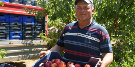 MEYVE SUYU FABRİKALARI ÜRETİCİDEN ALDIKLARI ÜRÜNÜN FİYATLARI İYİCE DİBE VURDU NEKTARİN ÜRETİCİSİ RECEP YAĞCI; "MARKETLERDE MEYVE SUYU FİYATLARI DÜŞMEZKEN, BİZDE ALIMLAR HER SENE DÜŞÜYOR"