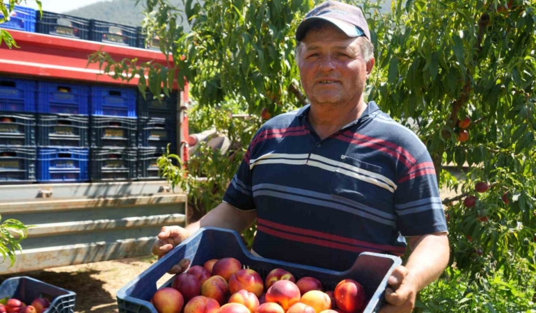 MEYVE SUYU FABRİKALARI ÜRETİCİDEN ALDIKLARI ÜRÜNÜN FİYATLARI İYİCE DİBE VURDU NEKTARİN ÜRETİCİSİ RECEP YAĞCI; "MARKETLERDE MEYVE SUYU FİYATLARI DÜŞMEZKEN, BİZDE ALIMLAR HER SENE DÜŞÜYOR"
