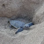 Mersin’de Caretta Caretta