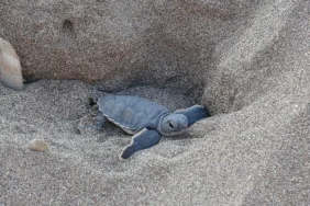 Mersin’de Caretta Caretta