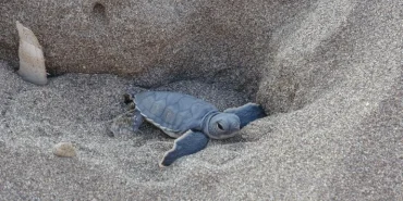 Mersin’de Caretta Caretta