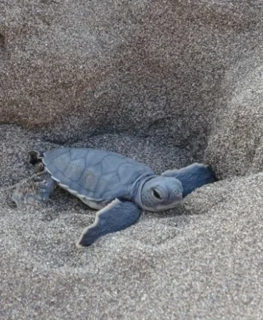 Mersin’de Caretta Caretta