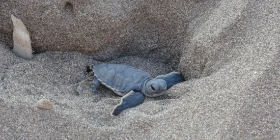 Mersin’de Caretta Caretta