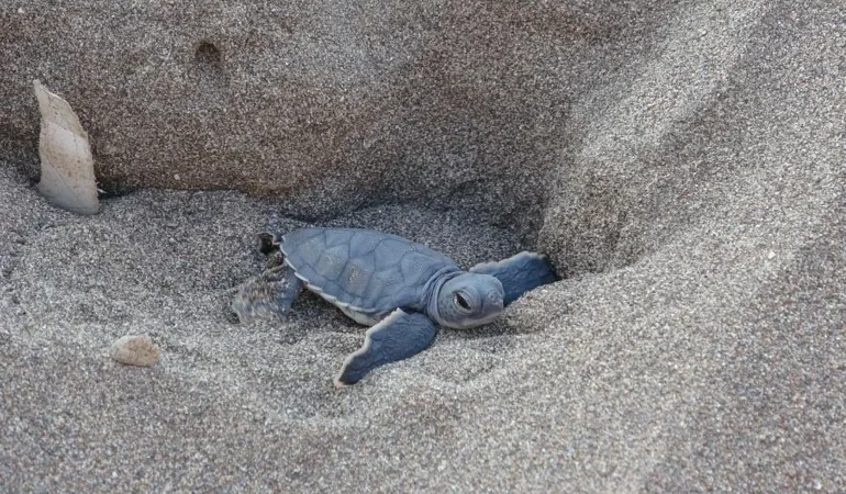 Mersin’de Caretta Caretta