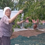 85 yaşındaki çift, dut pekmezi üretimini geleneksel yöntemlerle sürdürüyor