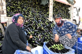 SELİN YIKTIĞI TARLADA YENİDEN HASAT SEVİNCİ
