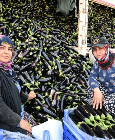 SELİN YIKTIĞI TARLADA YENİDEN HASAT SEVİNCİ