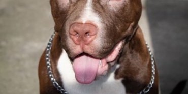 Adana'da Ağızlıksız Pitbull, Kediyi Parçaladı