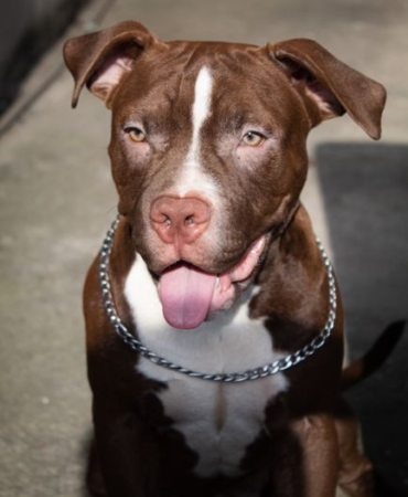 Adana'da Ağızlıksız Pitbull, Kediyi Parçaladı
