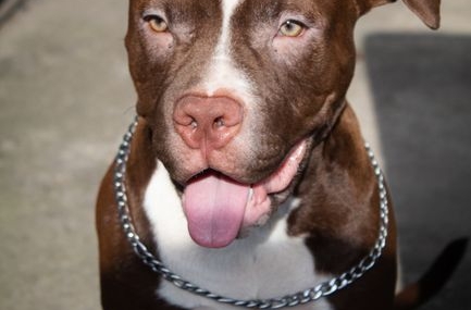 Adana'da Ağızlıksız Pitbull, Kediyi Parçaladı