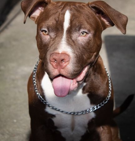Adana'da Ağızlıksız Pitbull, Kediyi Parçaladı